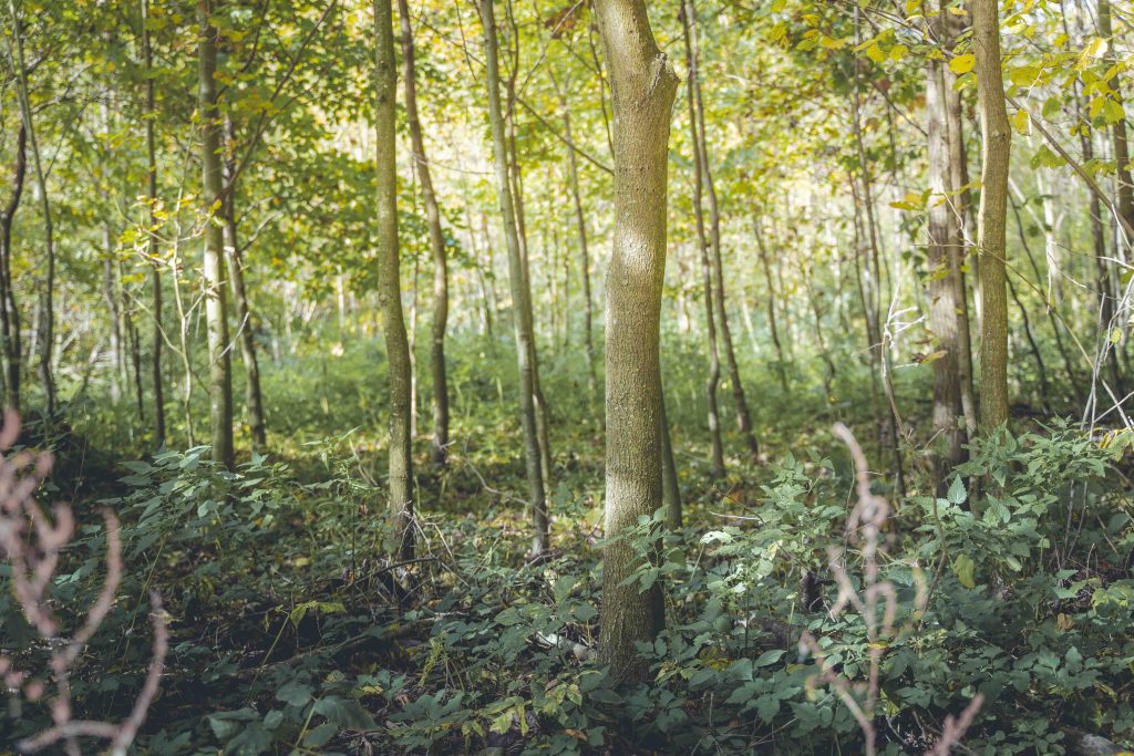 Dunkelsteinerwald, Stressauflösung, Selbstwert Steigerung, Meditation