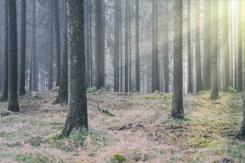 Dunkelsteinerwald, Traumreise, Alternativtherapie, Glück